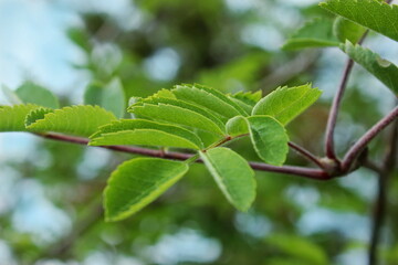 Green rowanberry leaves in spring