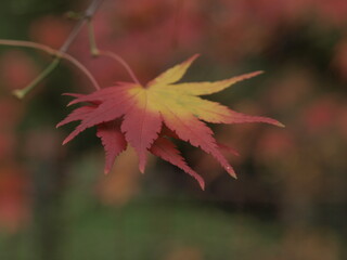 Red maple leaves close up