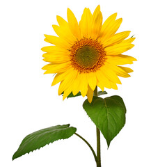 Obraz premium Sunflower isolated on white background. Sun symbol. Flowers yellow, agriculture. Seeds and oil. Flat lay, top view. Bio. Eco. Creative
