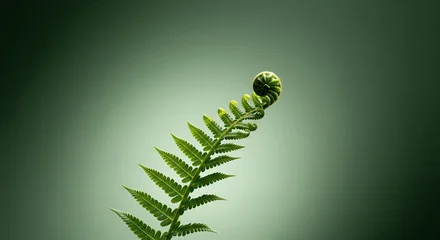 Foto auf Acrylglas Hotel  laconic, conceptual and minimalistic photo image on the theme of nature, flora, biology, plants, flowers, leaves, freshness, youth. desktop wallpaper - banner - postcard - screensaver  © Sabina_Nasom