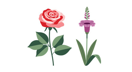 Fototapeta premium A delicate pink rose and a purple flowering spike stand elegantly against a white background showcasing natural beauty and botanical artistry
