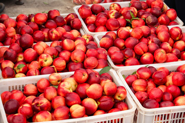 Fresh Red-Skinned Nectarines with Yellow Centers in Market Crates - Orchard Stone Fruit Display