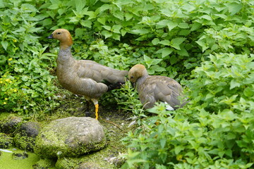 The barnacle goose (Chloephaga rubidiceps) belongs to the duck family (Anatidae). It is the rarest goose species among the mirror goose species. Walsrode, Germany.