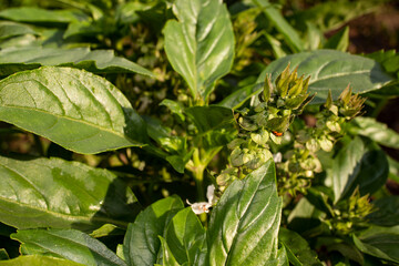 Growing in the garden tusli holy basil plant, top view close up