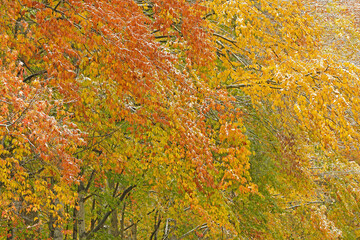 Autumn landscape of lightly snow flocked woods with maples, Hiawatha National Forest, Michigan's Upper Peninsula, USA