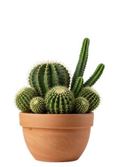 Illustration of Green Cactus Plants in a Brown Pot Against a Black Isolated Background