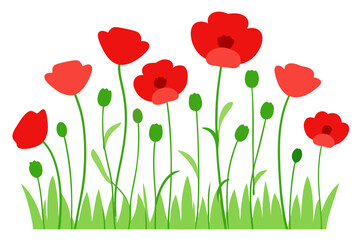 Fototapeta premium Fresh summer meadow with red poppies vector illustration
