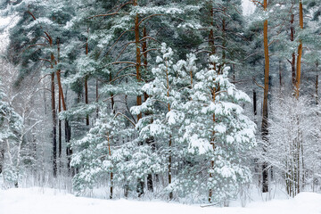 Snow-covered forest in winter, tall evergreen trees with frosty branches, cold seasonal nature background.