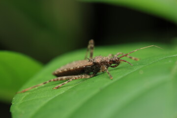 This image features an assassin bug (family Reduviidae), possibly belonging to the genus Leptoglossus or Triatoma. Characterized by its brown flattened body, long antennae, and piercing proboscis,