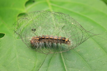 This image captures a caterpillar from the family Arctiidae constructing its cocoon using silk and larval hairs (setae), preparing to enter the pupal stage (Pupa). 