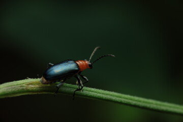This image depicts a leaf beetle (family Chrysomelidae) with a metallic deep-blue body and striking reddish-orange head and thorax. Its hardened elytra and long antennae are key identifiers.