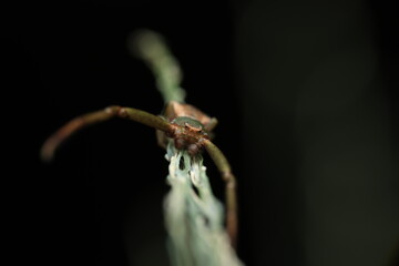 A crab spider (Family Thomisidae, genus Tmarus or Misumenops) perched on a twig, with elongated...
