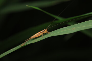 This image features a cricket (family Gryllidae) perched on a grass blade. It is characterized by its long antennae, strong hind legs for jumping, and camouflaged body coloration.