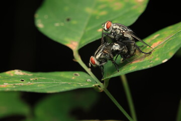Fototapeta premium Flesh Flies (Family Sarcophagidae) in the act of mating on a plant stem. They are characterized by their gray bodies, three black thoracic stripes, and distinctive checkered abdomens.