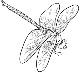 Dragonfly Line Drawing Illustration