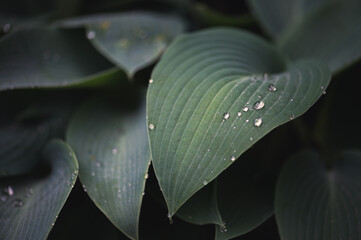 Wassertropfen auf Blatt