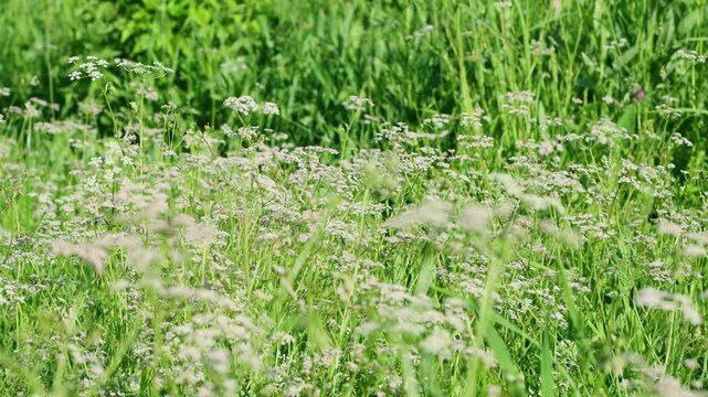 Wild cumin field, bright summer greenery under the bright sun, close-up.
