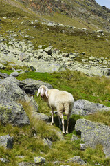 Fototapeta premium Sheeps on the hiking path in Oetztal valley, the Austrian Alps 