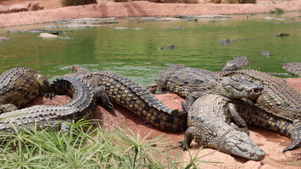 Group of Nile crocodiles basking on a riverbank by a green pond – dangerous reptile wildlife with armored scales, teeth and tails; gator/caiman family resting