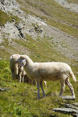 Fototapeta premium Sheeps on the hiking path in Oetztal valley, the Austrian Alps 