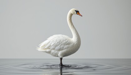 Obraz premium Elegant White Swan on Water