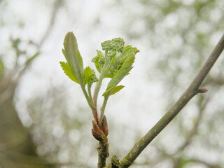 Green sprouting leaves of a common whitebeam tree, selective focus with light bokeh bakground -...