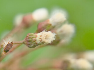 Colstfoot flower spike in spring - Petasites. a medicinal plant that is a cure for migraine and hay...
