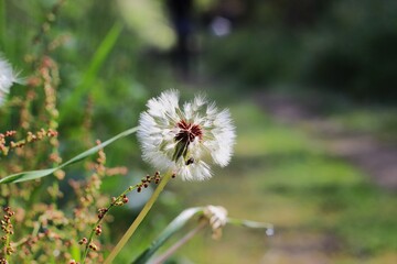 A close-up of a dandelion seed set against a soft, green background