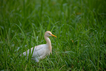 This Cattle Egret stands prominently amidst lush green grass, showcasing its pristine white plumage and distinctive yellow bill and eyes.