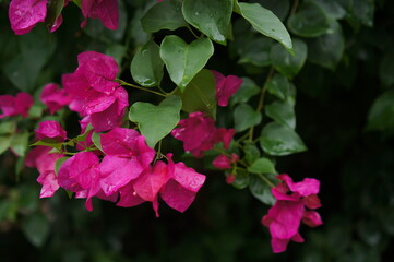 Vibrant Bougainvillea Blooms Adorned with Dew Drops against a Lush Green Backdrop
