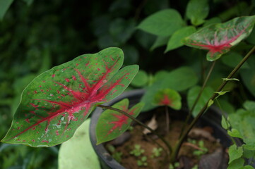 A vibrant caladium plant with lush green leaves and red veins, flourishing in its natural habitat. The image captures the intricate details and vibrant colors of the plant