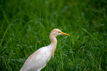 This Cattle Egret stands prominently amidst lush green grass, showcasing its pristine white plumage...