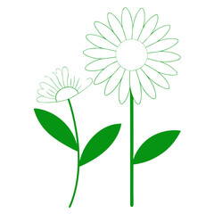 shasta daisy line art vector illustration on white background