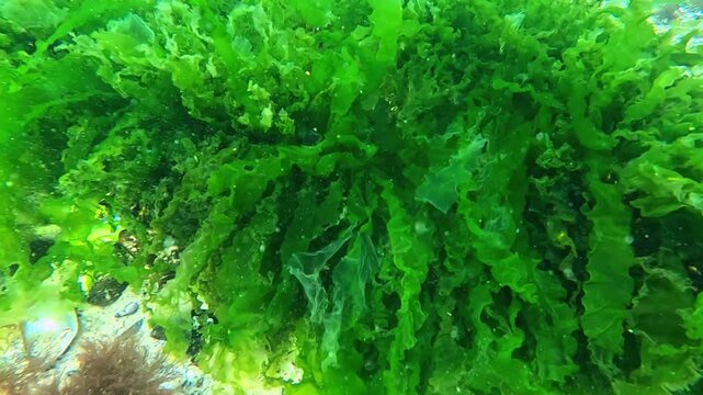 Black Sea algae, green algae Ulva (Enteromorpha) growing on a stone.