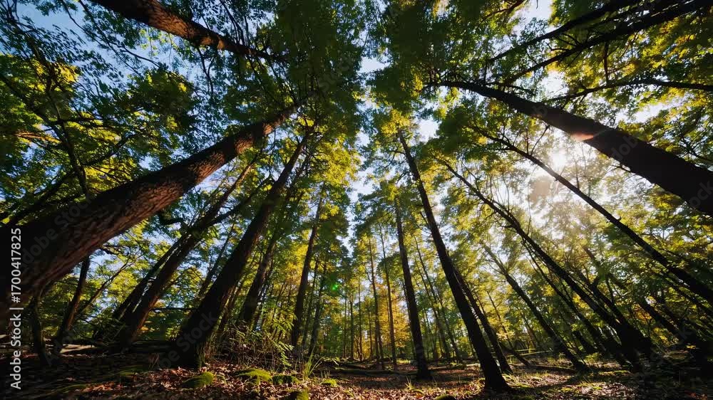 Poster a serene video of towering trees shot from a low-angle, capturing sunlight filtering through lush gr