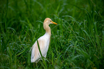 This Cattle Egret stands prominently amidst lush green grass, showcasing its pristine white plumage and distinctive yellow bill and eyes.