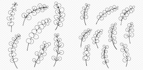 Collection of hand-drawn eucalyptus sprigs and branches with round leaves on a transparent background.