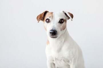 Portrait of dog isolated on white