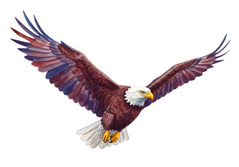 Obraz premium Illustration Of Majestic Bald Eagle In Full Flight With Outspread Wings Isolated
