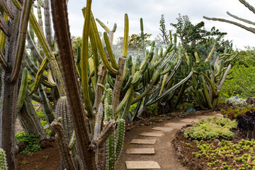 Cactus and succulent garden in the Funchal Botanical garden in Madeira Portugal