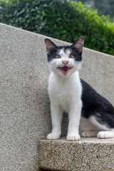 
The Thai cat with black and white fur is not a fixed breed, but is a cat pattern that can be found in many ancient Thai breeds called 