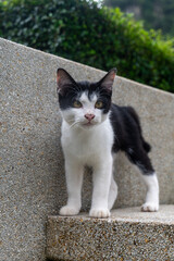 The Thai cat with black and white fur is not a fixed breed, but is a cat pattern that can be found in many ancient Thai breeds called 