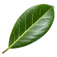 Single poisonous english yew tree leaf needle isolated on a transparent background png