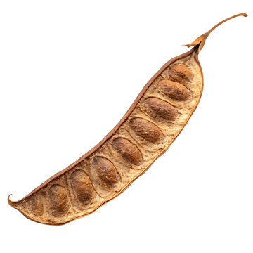 Single natural acacia leguminous seed pod isolated on a transparent background png