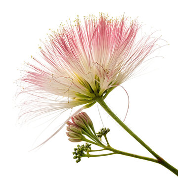 Delicate pink mimosa albizia julibrissin blossom isolated on a transparent background png