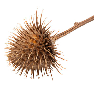 Dry brown burdock burr with sharp hooks isolated on a transparent background png