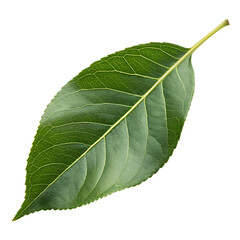Obraz premium Single fresh cinnamomum camphora tree foliage isolated on a transparent background png