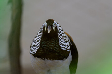 Lady Amherst’s Pheasant (Chrysolophus amherstiae), a stunning bird known for its intricate plumage and vibrant colors.