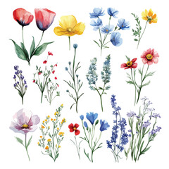 Floral vector illustration set with poppy flowers and decorative blossoms