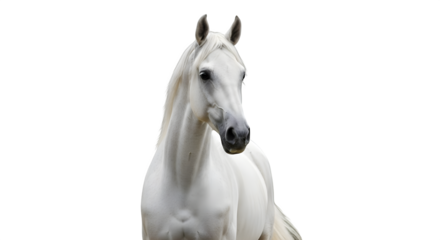 White horse stands on black background, offering unique contrast, serves as striking portrait photography, adds grace to brand visuals, elevates social media.
